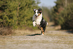 Australian Shepherd