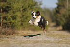 Australian Shepherd