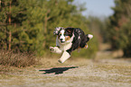 Australian Shepherd