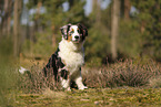 Australian Shepherd