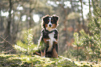 Australian Shepherd