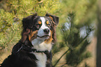 Australian Shepherd
