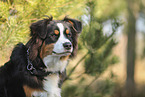 Australian Shepherd