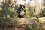 Australian Shepherd