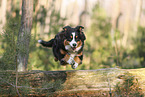 Australian Shepherd
