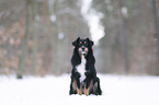 Australian Shepherd