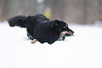 Australian Shepherd