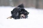 Australian Shepherd