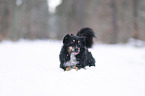Australian Shepherd