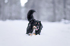Australian Shepherd