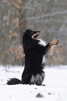 Australian Shepherd