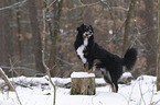 Australian Shepherd