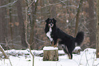 Australian Shepherd