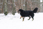 Australian Shepherd