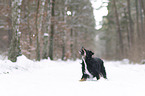 Australian Shepherd