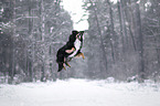 Australian Shepherd