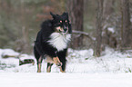 Australian Shepherd