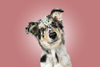 Australian Shepherd