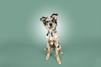 Australian Shepherd