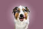 Australian Shepherd