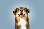 Australian Shepherd