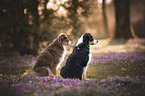 Australian Shepherd