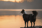 Australian Shepherd