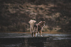 Australian Shepherd