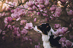 Australian Shepherd