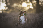 Australian Shepherd