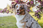 Australian Shepherd