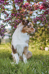 Australian Shepherd