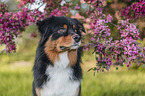 Australian Shepherd