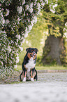 Australian Shepherd