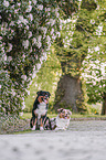 Australian Shepherd