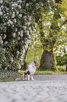 Australian Shepherd