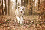 Australian Shepherd