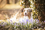 Australian Shepherd
