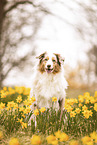 Australian Shepherd