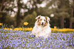 Australian Shepherd