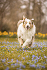 Australian Shepherd