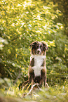 Australian Shepherd