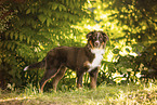 Australian Shepherd