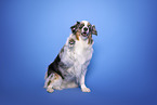 Australian Shepherd