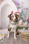 Australian Shepherd