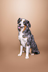 Australian Shepherd