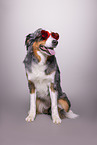 Australian Shepherd