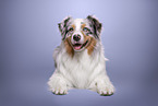 Australian Shepherd