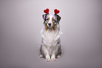 Australian Shepherd