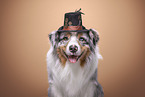 Australian Shepherd